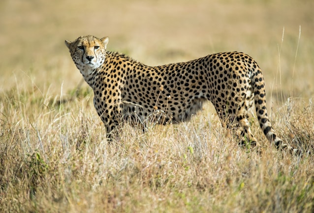 wildlife photo of cheetah