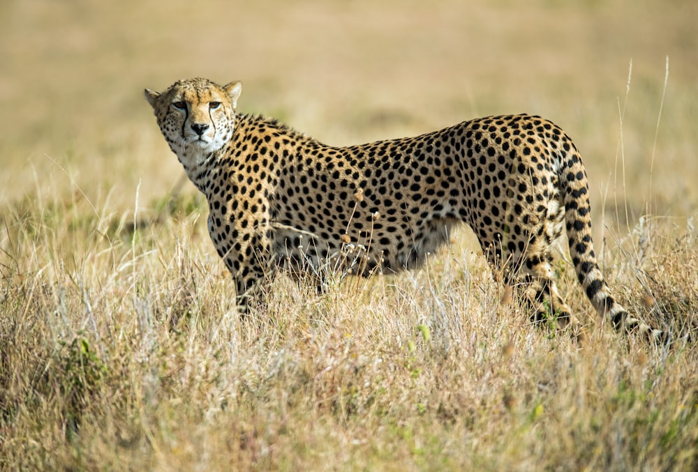 Photo animalière de guépard