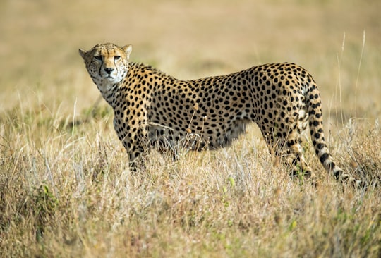 wildlife photo of cheetah in Lewa Wildlife Conservancy Kenya