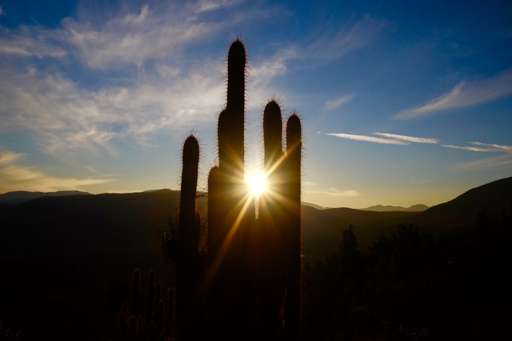 raggio di sole attraverso il cactus