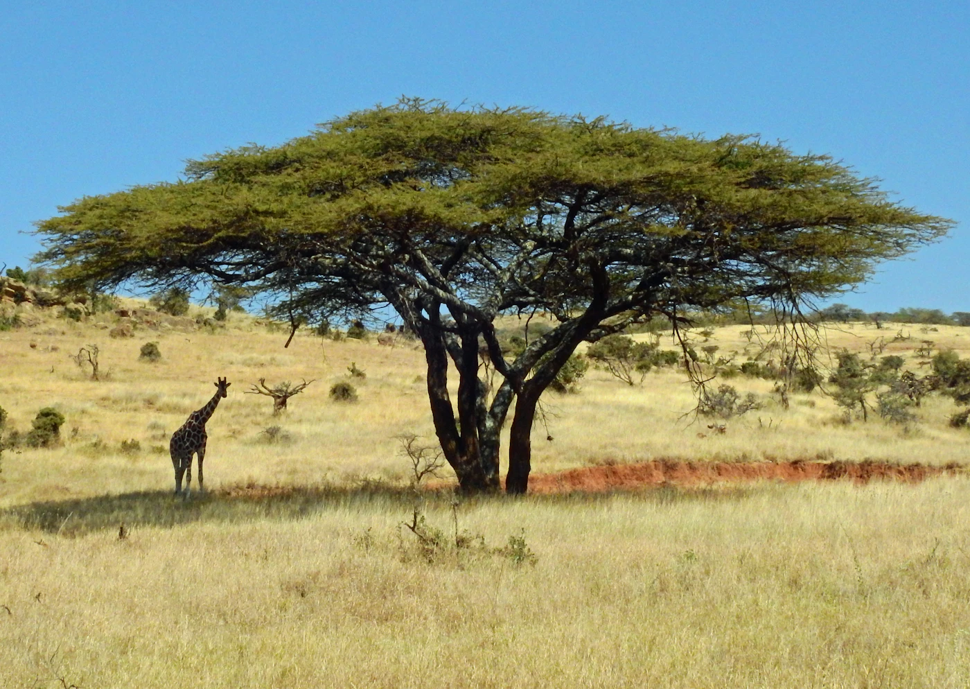 Giraffe in Kenya