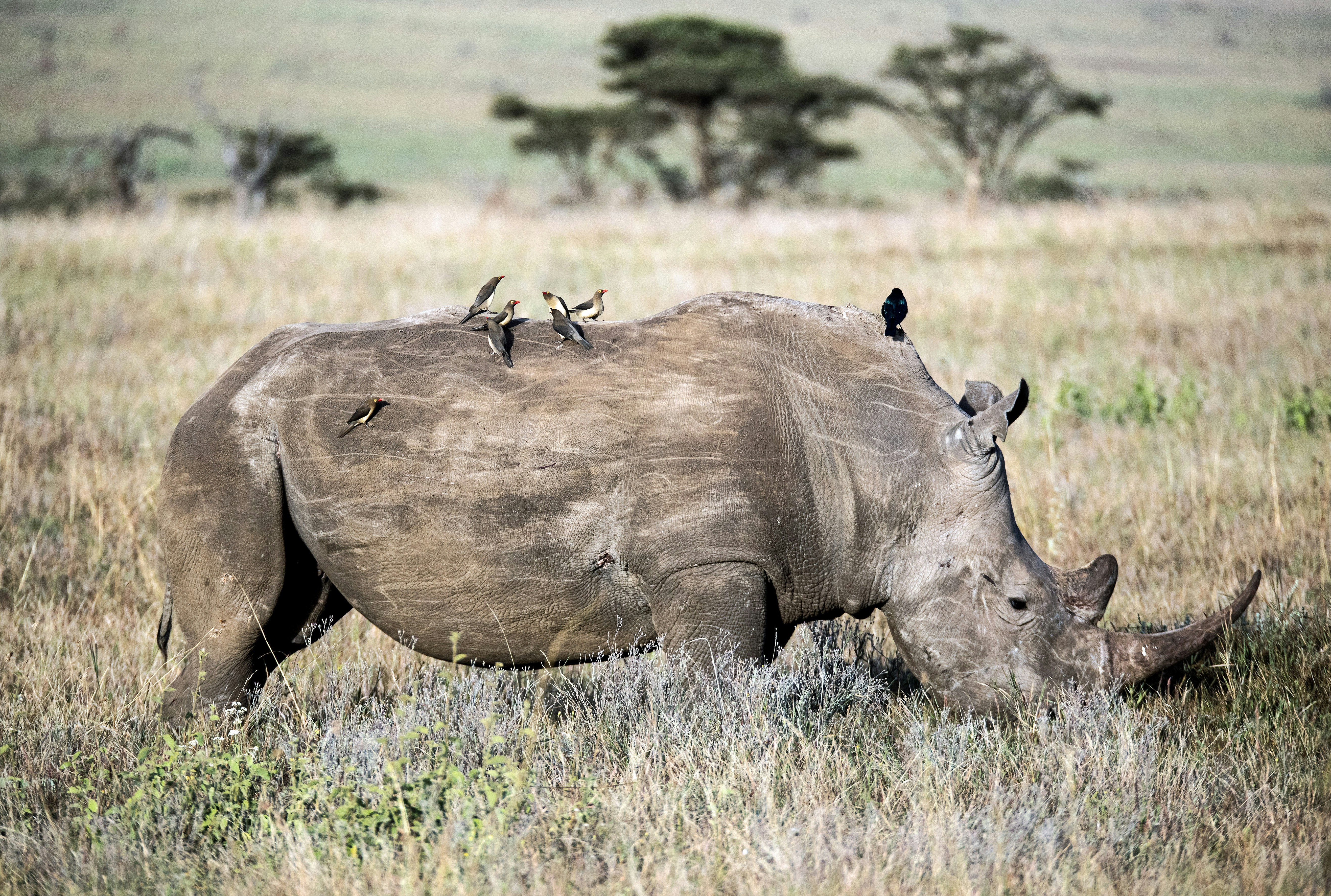 grey rhinoceros on field during daytime