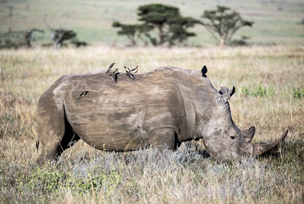 grey rhinoceros on field during daytime