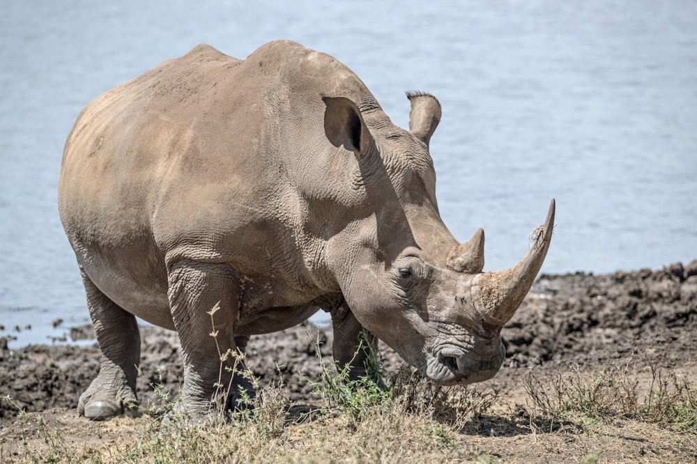 Nashorn in der Nähe eines Gewässers