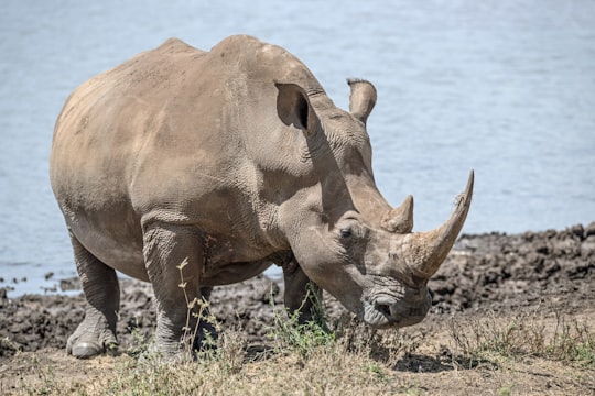 rhinoceros near body of water in Lewa Wildlife Conservancy Kenya