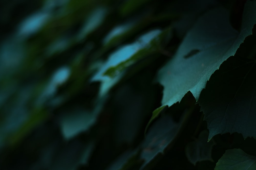 Photo de mise au point peu profonde de feuilles vertes