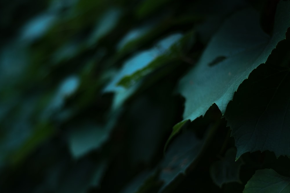 shallow focus photo of green leaves