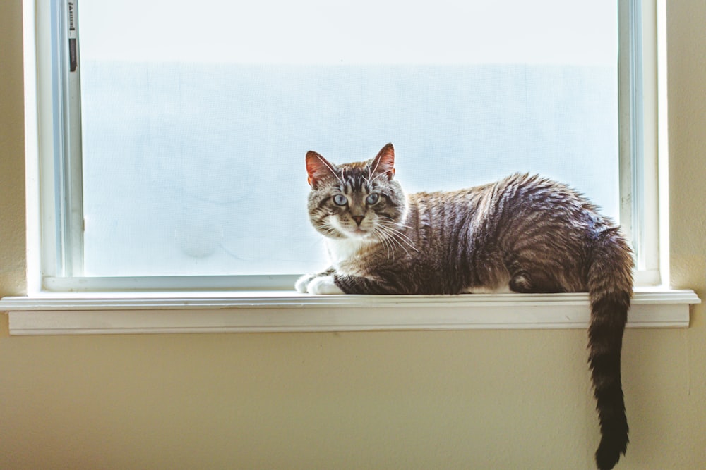 gray cat on window