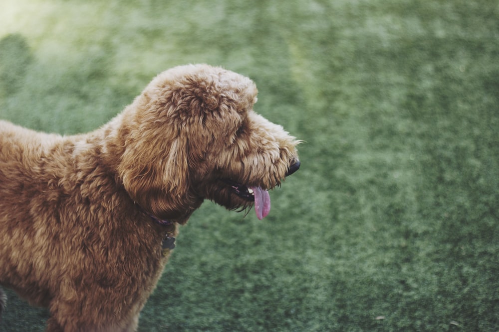 brown standard poodle on sod