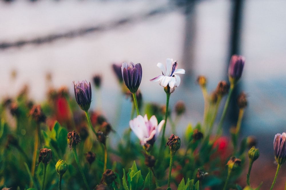 white and purple petaled flowers