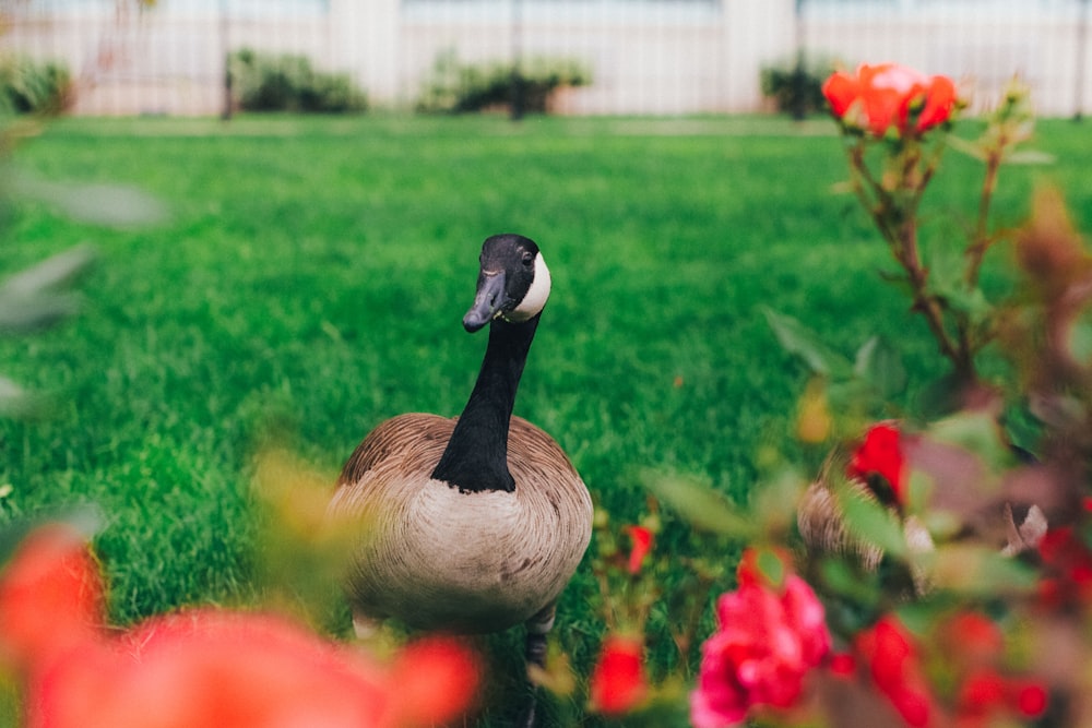 canard debout sur la pelouse