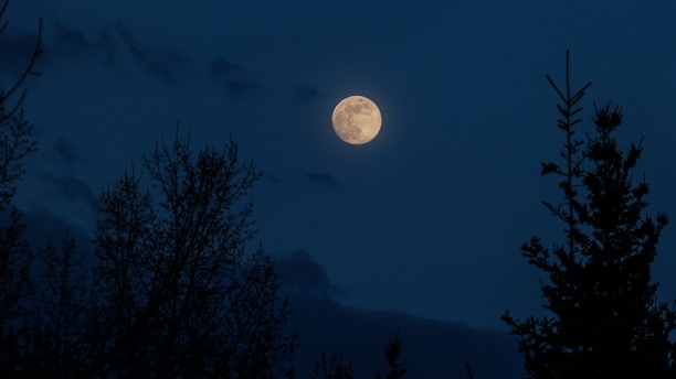 silhouette trees at night time during full moon