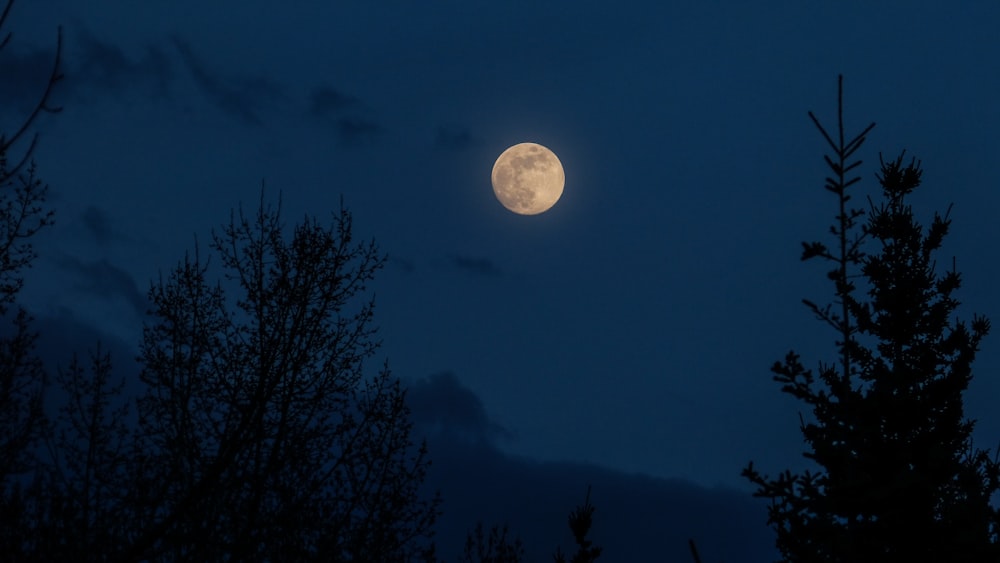 silhouette trees at night time during full moon