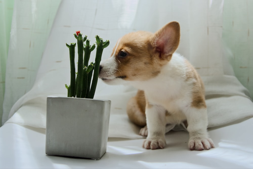 Cachorro de pelo corto marrón y blanco sobre mesa blanca