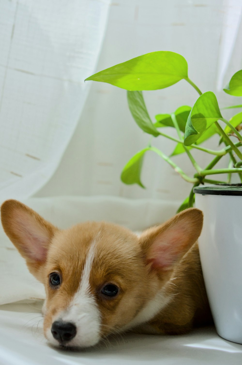 Cão de revestimento curto marrom e branco na banheira de cerâmica branca