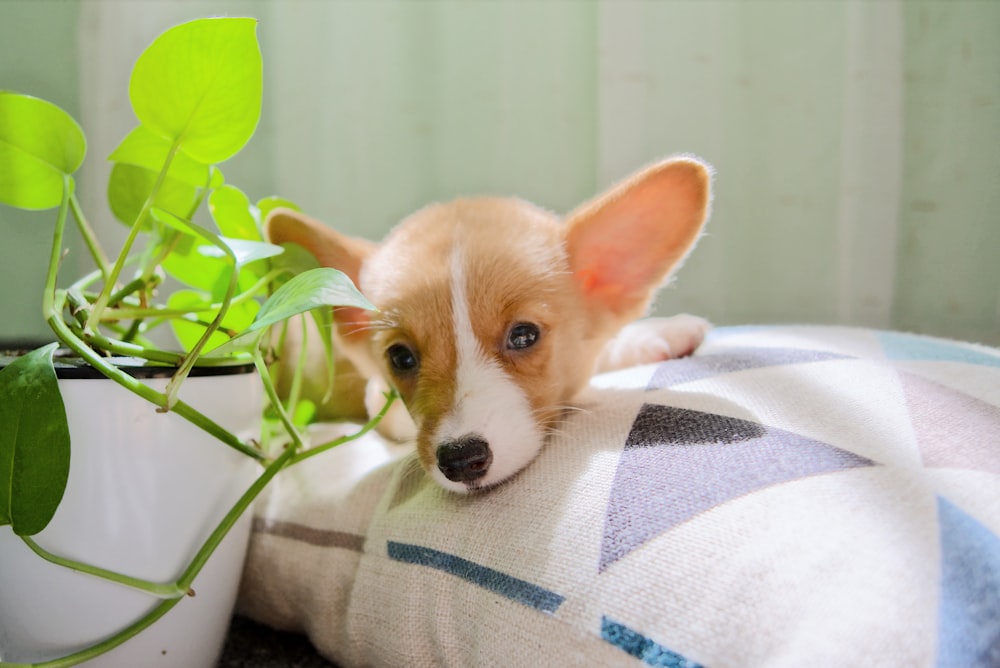 brown and white short coated puppy on white and black textile