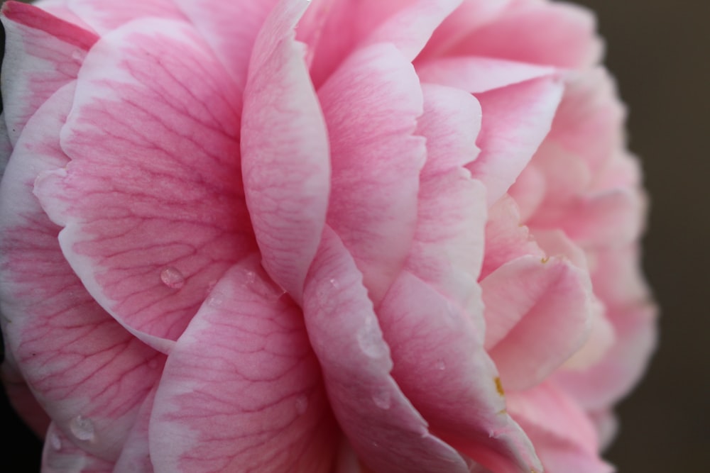 ピンクの花びらの花のクローズアップ写真