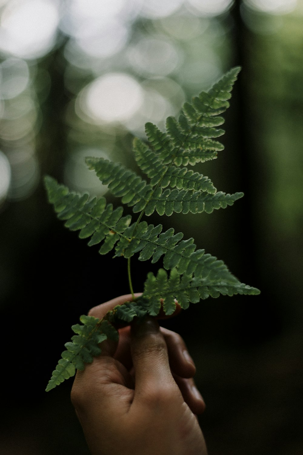 green leafed plant