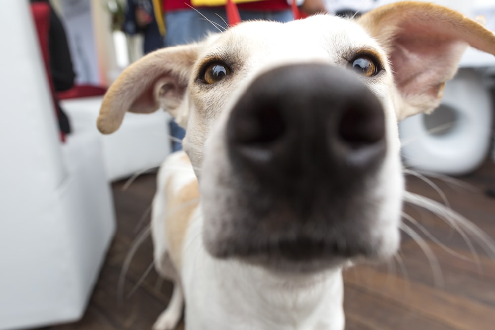 short-coated white and brown dog