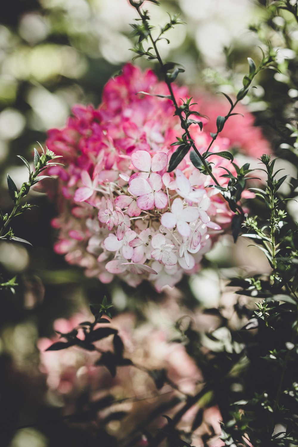 pink and white petaled flower