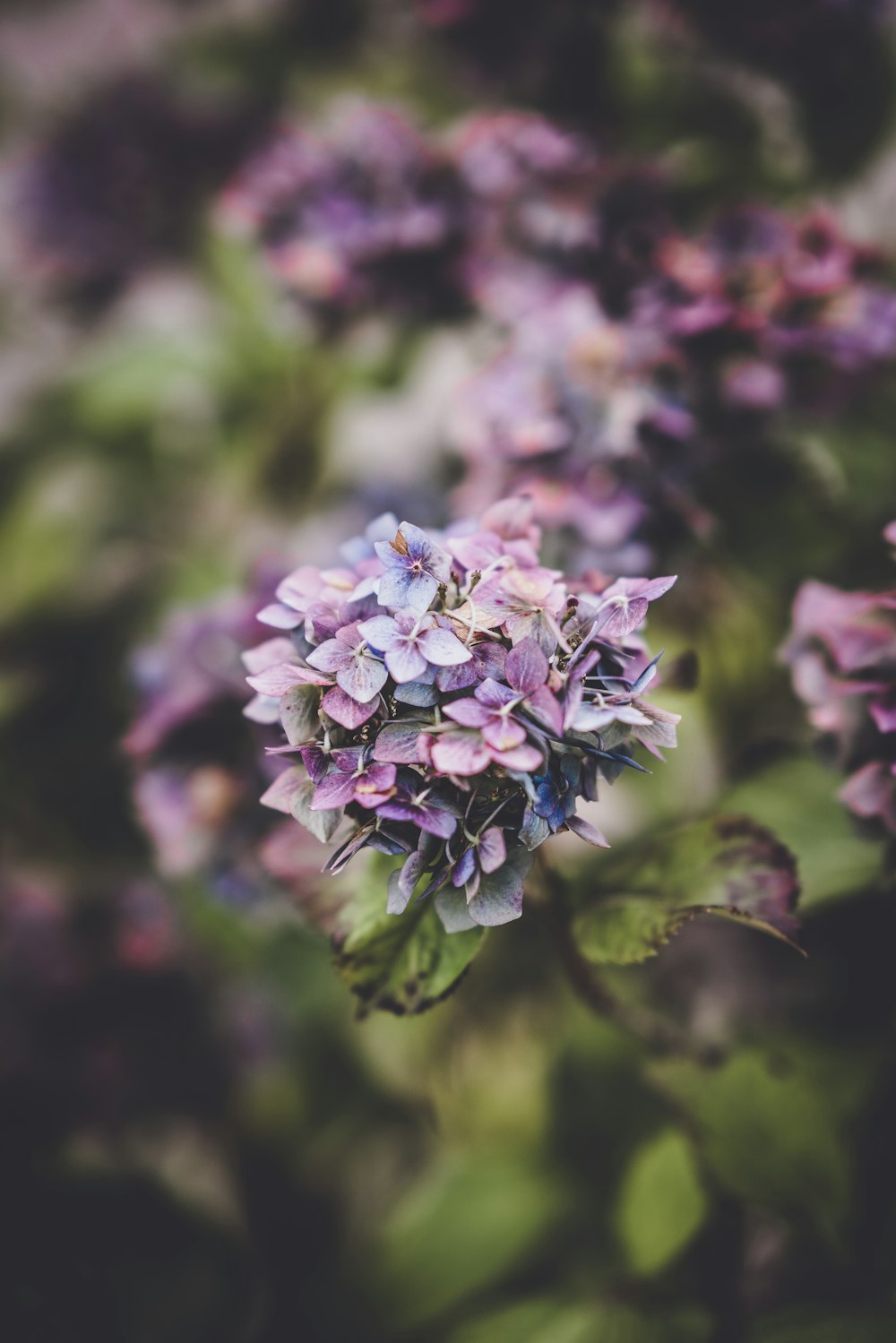 purple petaled flower