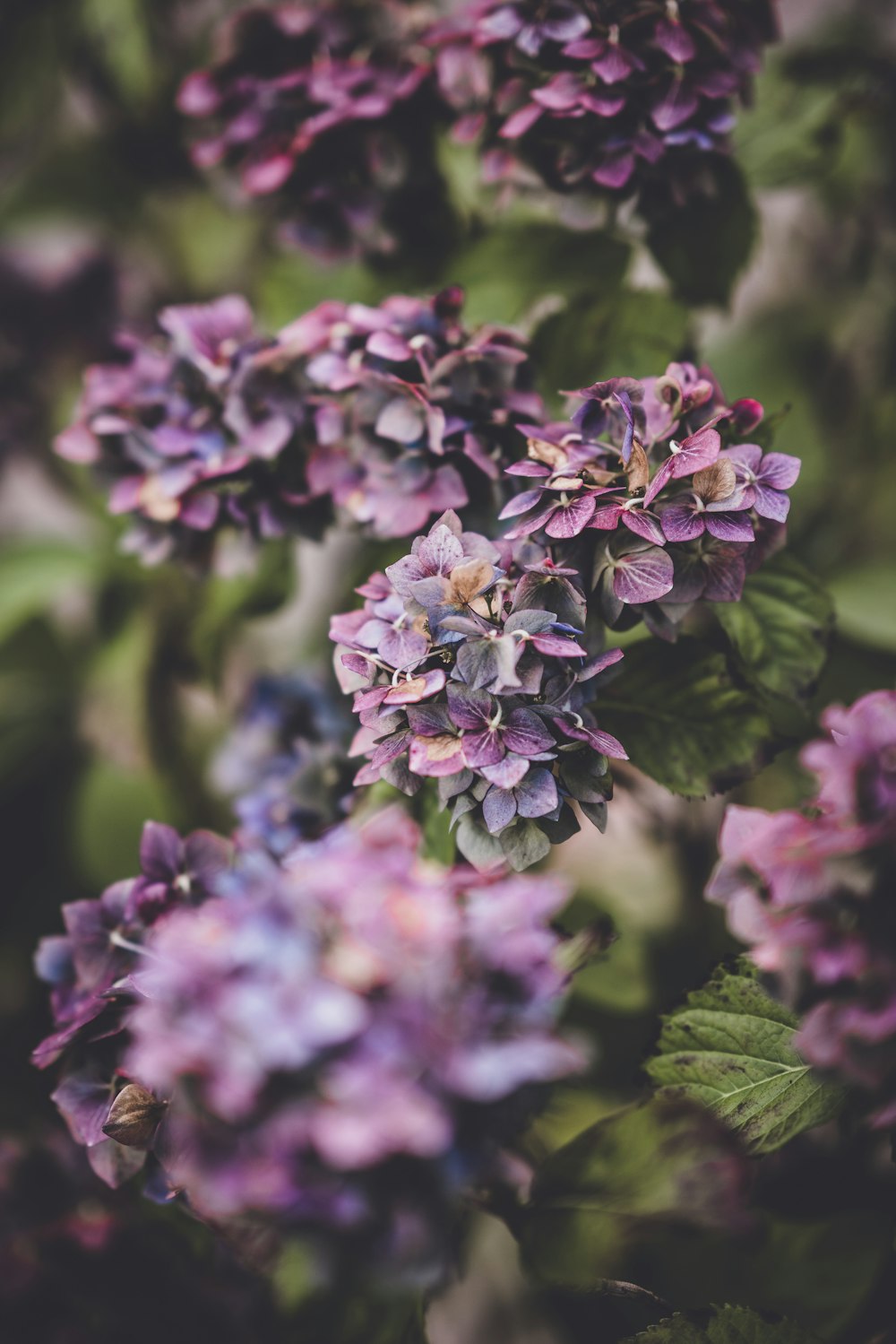 closeup photography of purple petaled flower