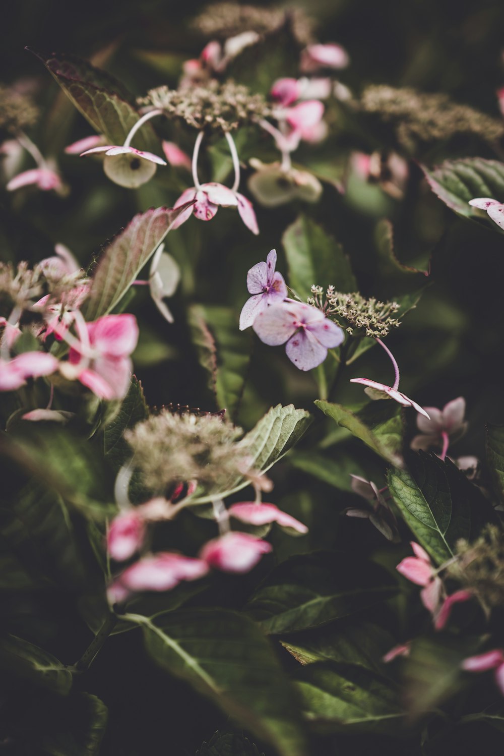 pink petaled flowers