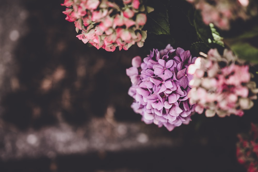 Hydrangeas flower