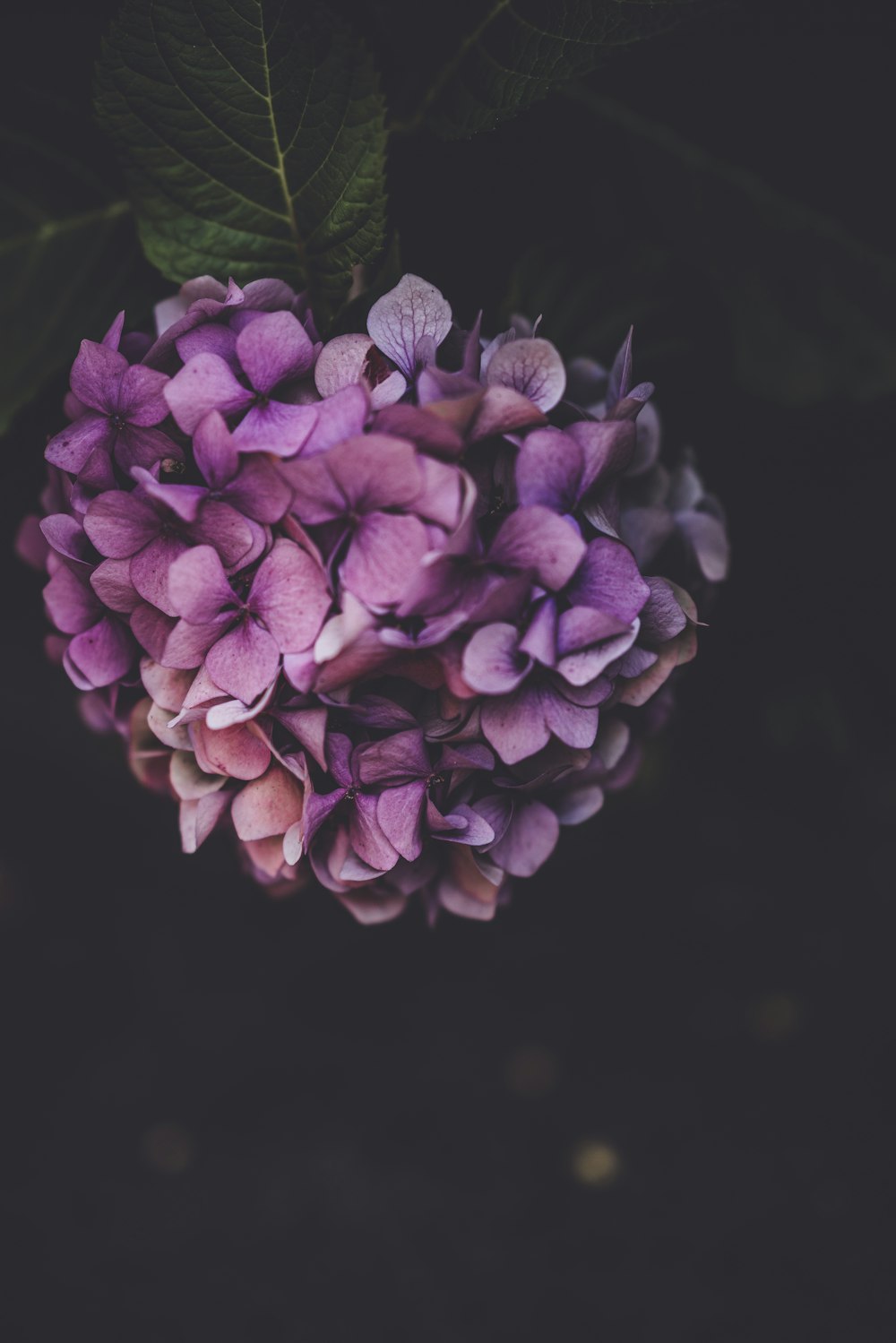 cluster of purple flowers