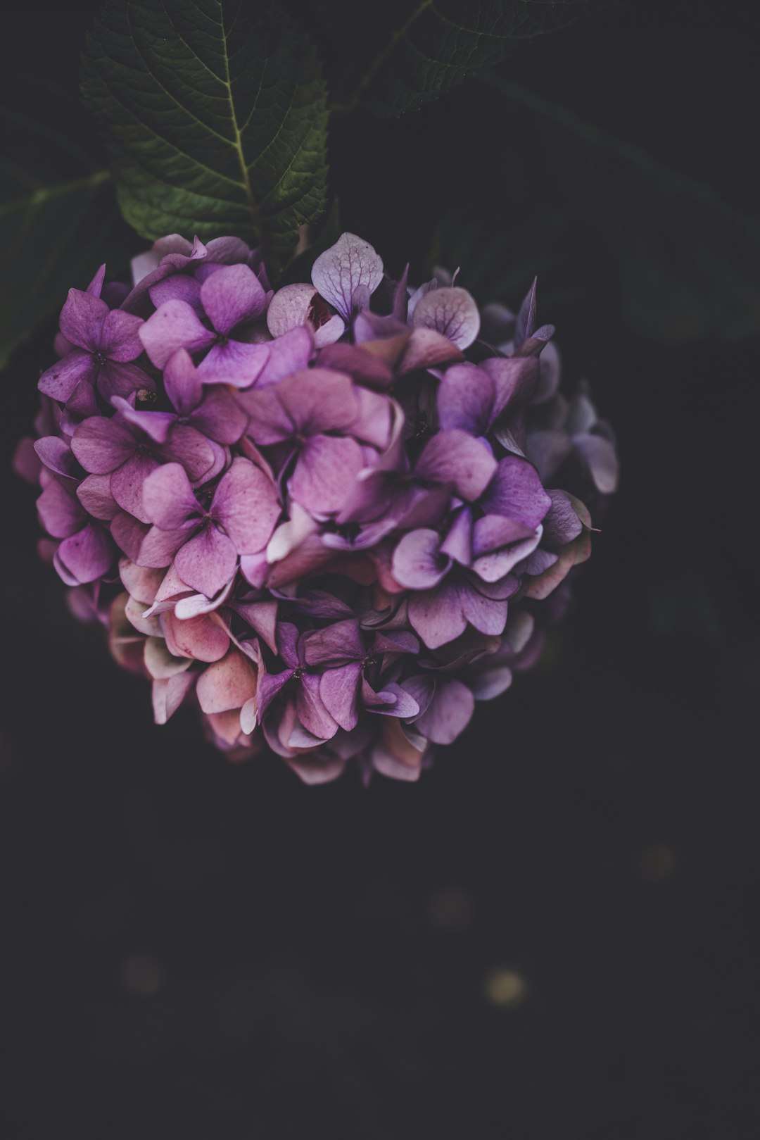 Moody hydrangea deep pink and purple floral