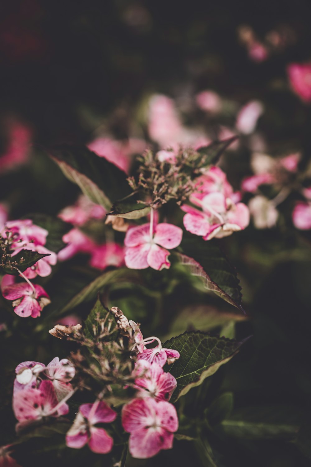 close-up photo of pink flowers