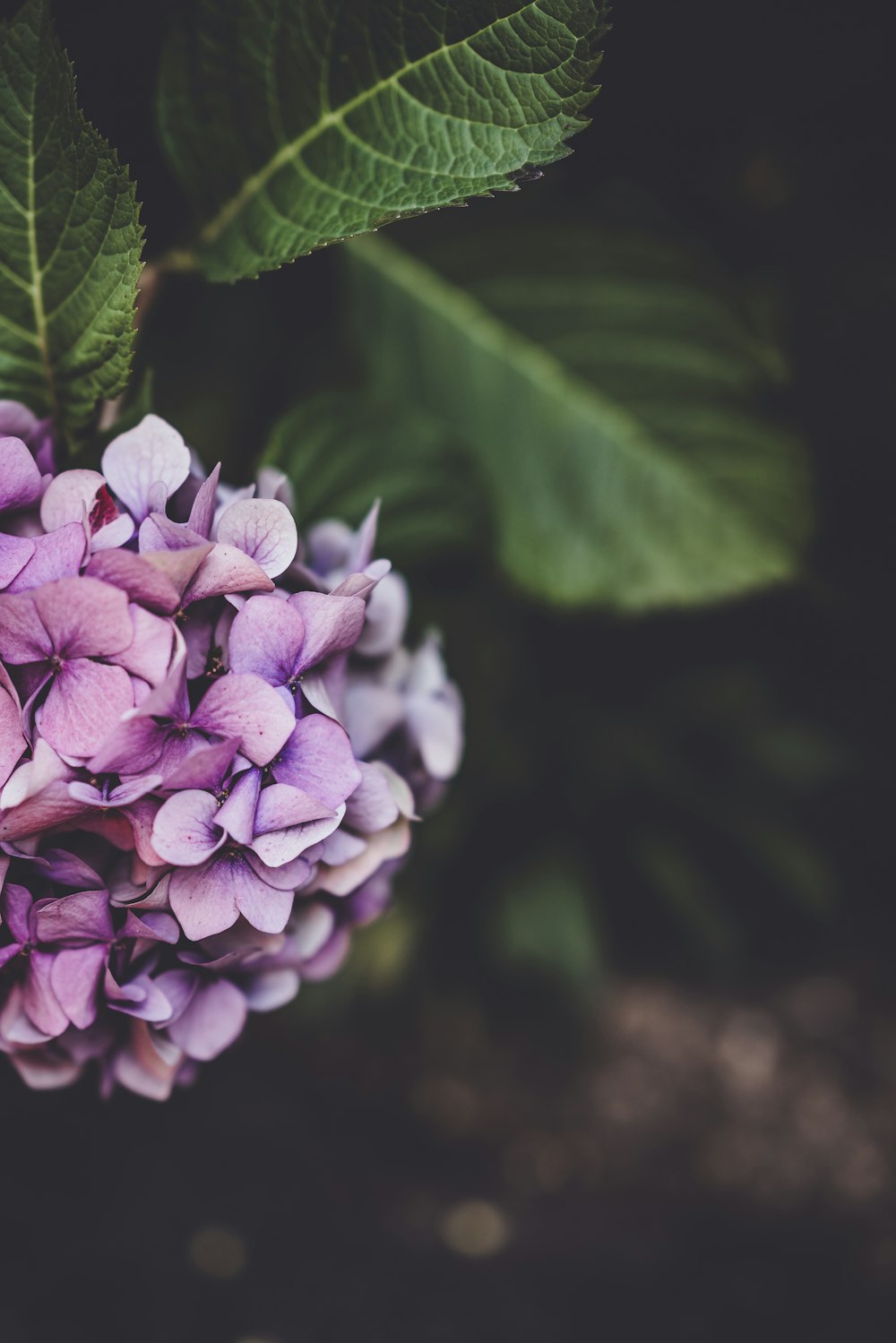 Selektive Fokusfotografie von violett-weißen Blütenblättern