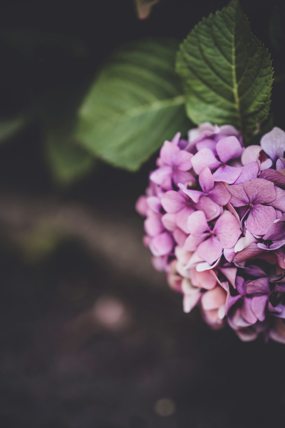 close-up photography of purple petal flowers