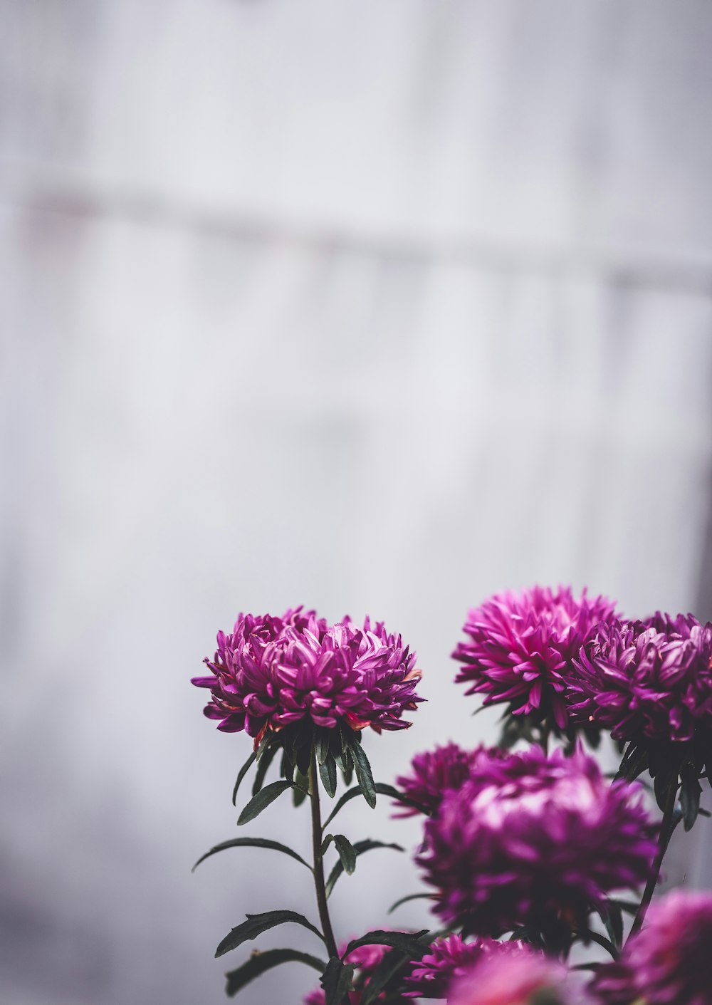 purple petaled flowers close-up photographt