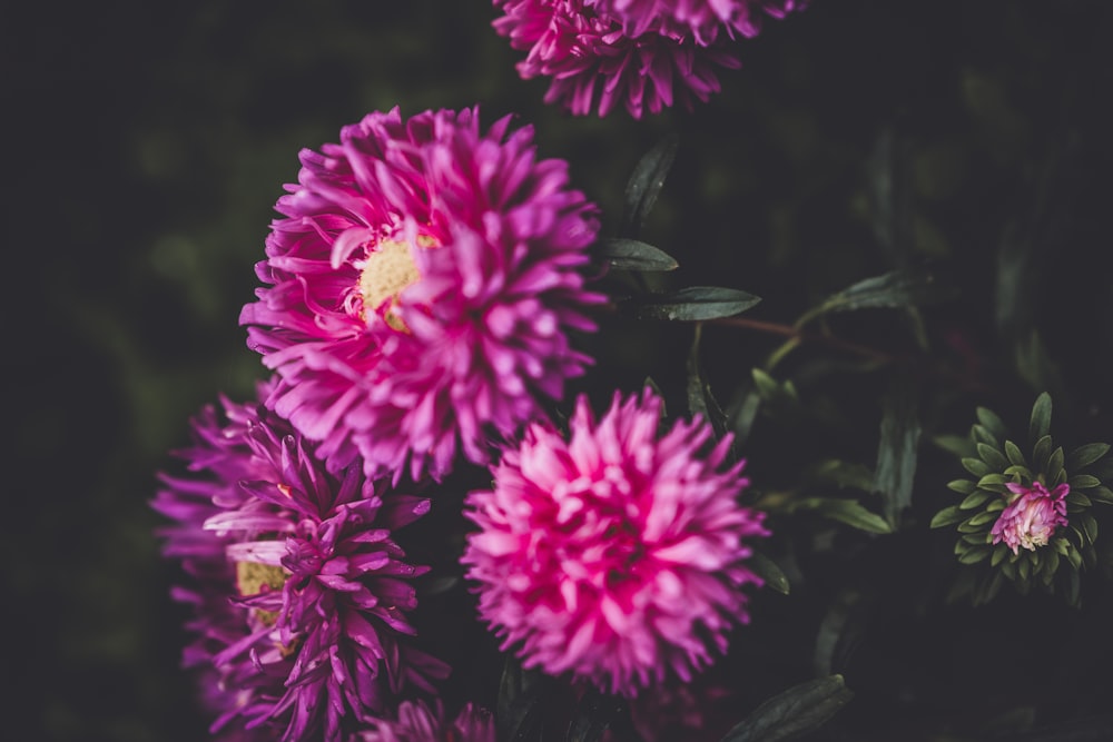 selective focus photo of purple petaled flowers