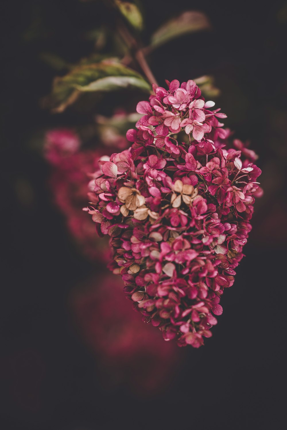 purple petaled flowers