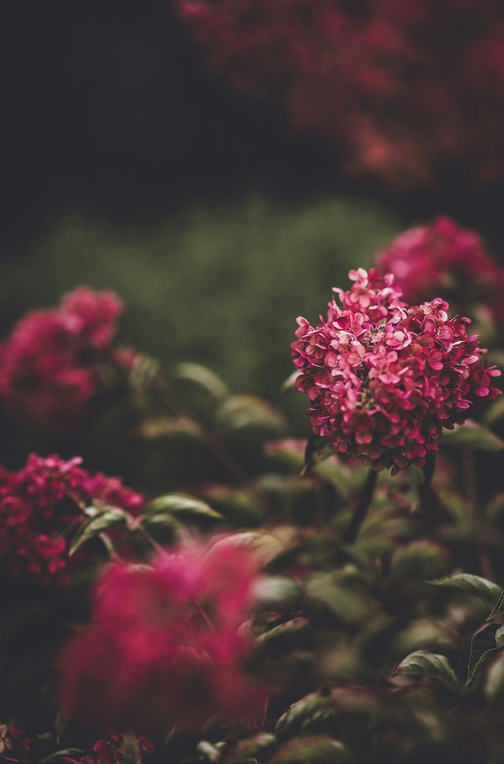 selective focus photography of red flowers