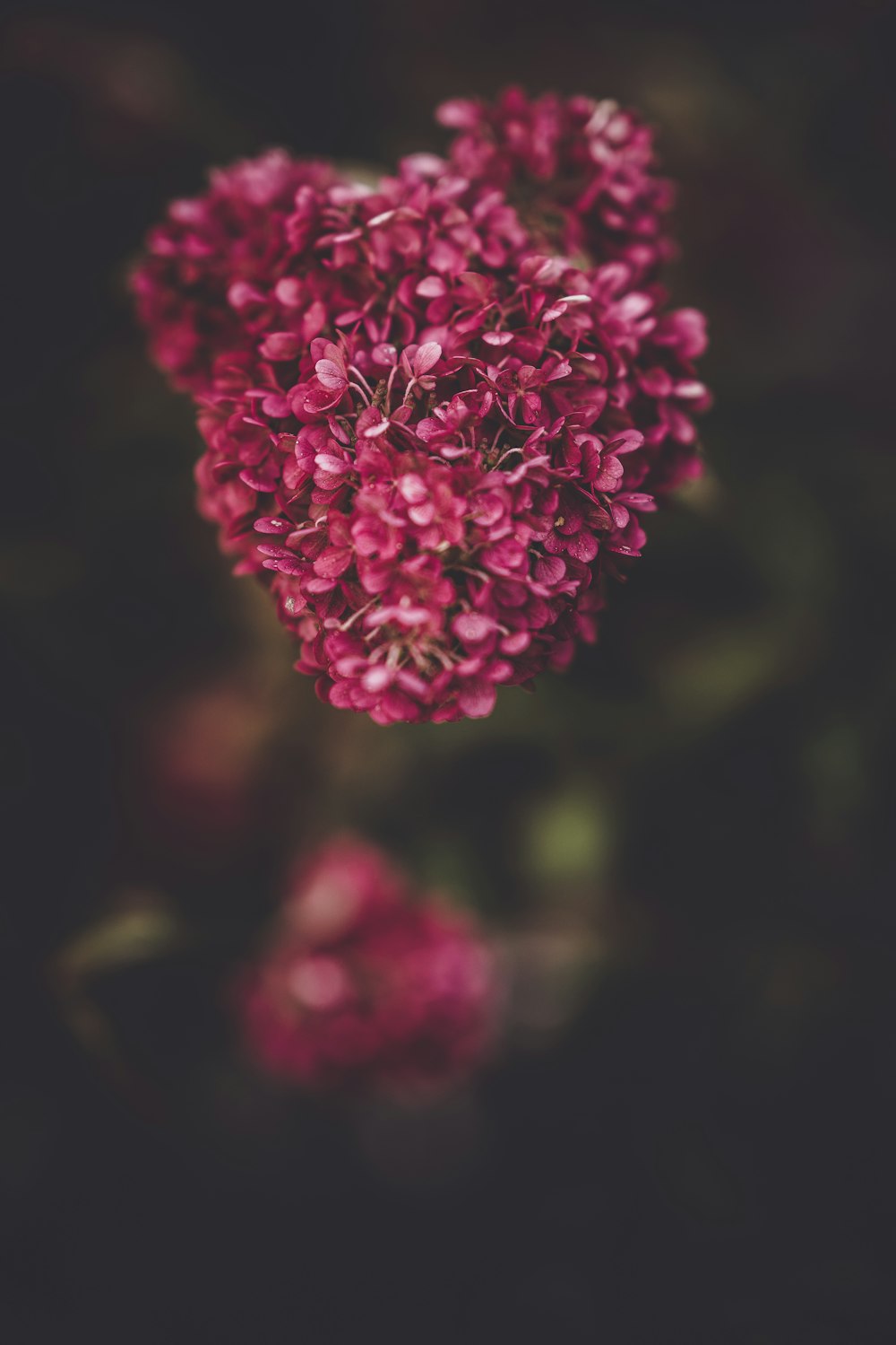 selective focus photography of pink petaled flowers
