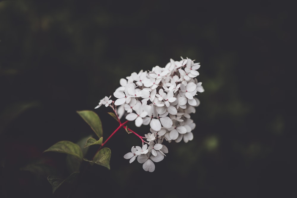 Fotografia a fuoco selettiva di fiori di ortensie bianche