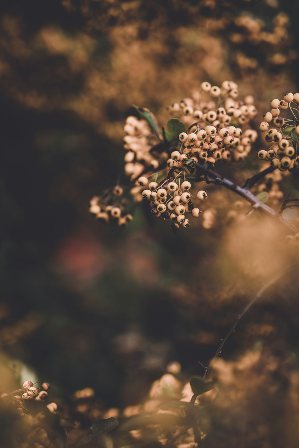 selective focus photography of flowers