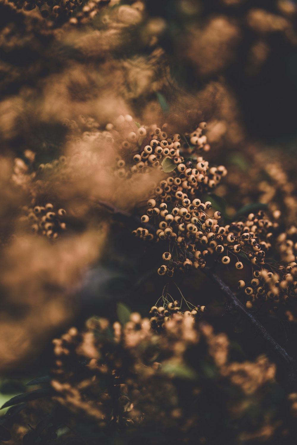 Photographie de fleurs à mise au point peu profonde