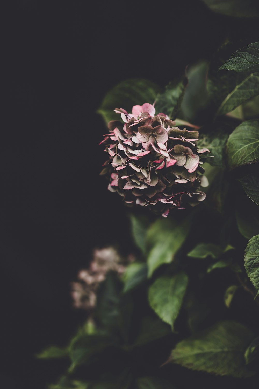 red and black flowers