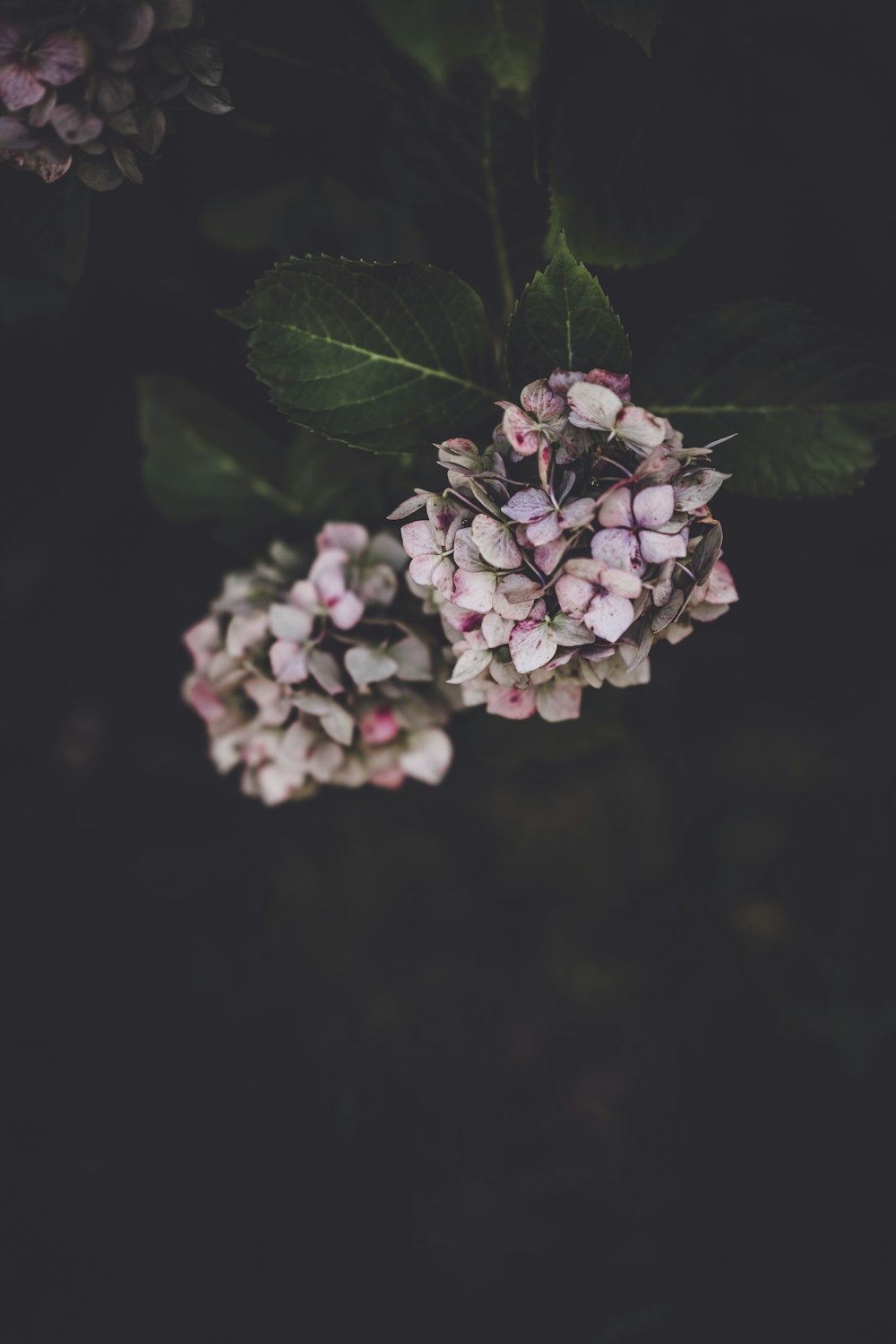 white-and-pink petaled flowers