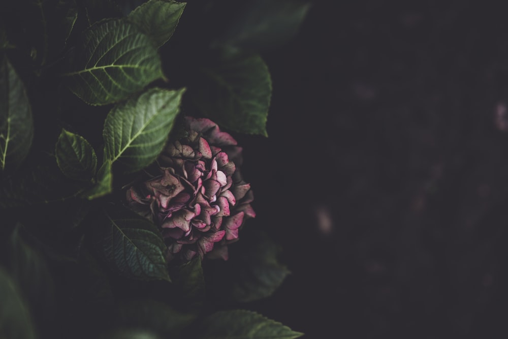 Photographie sélective de la fleur d’hortensia rose