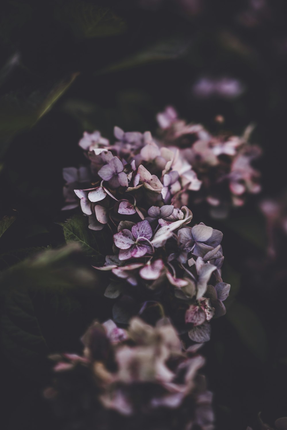 Photographie close-0up de fleurs aux pétales violets