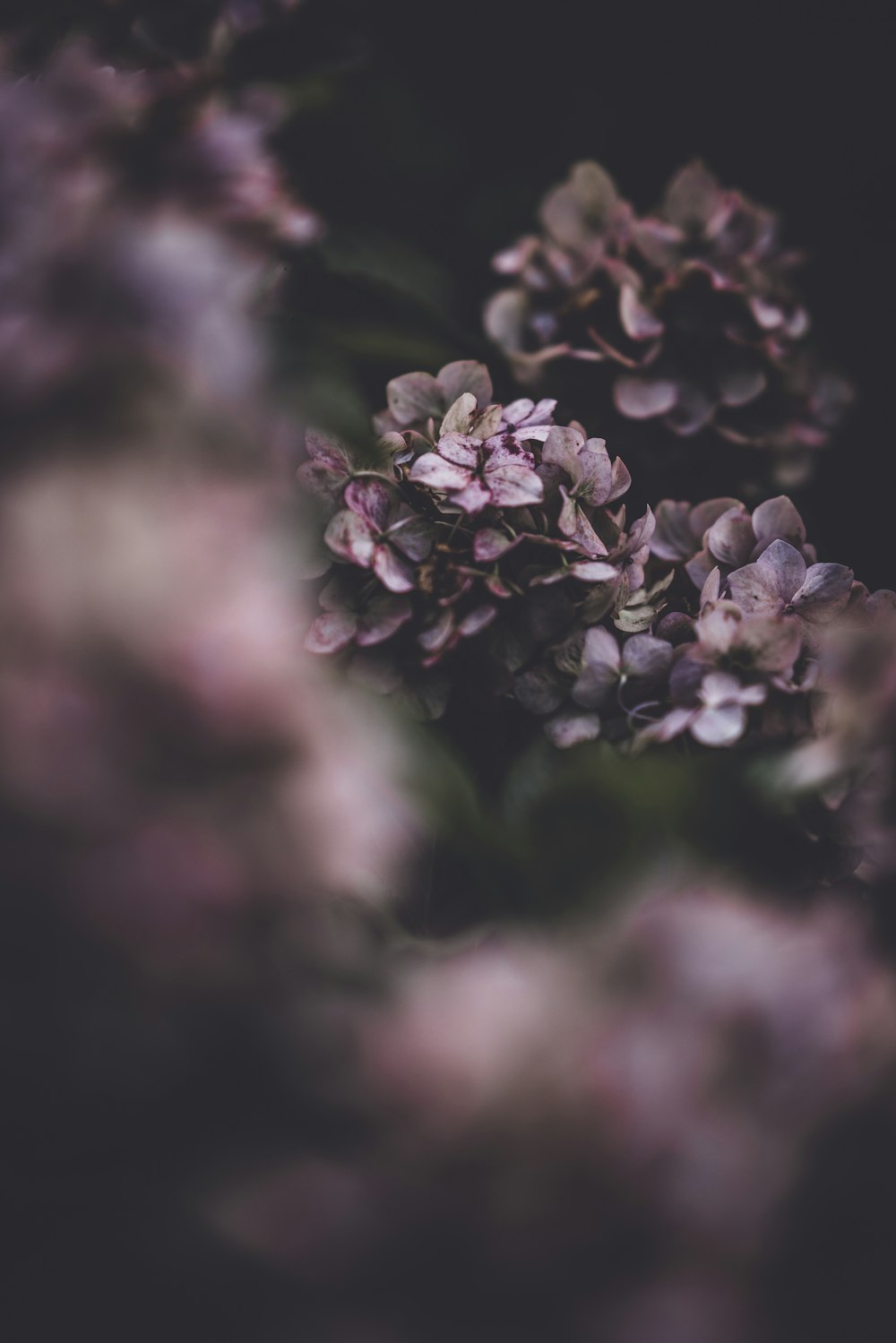 purple and pink flowers