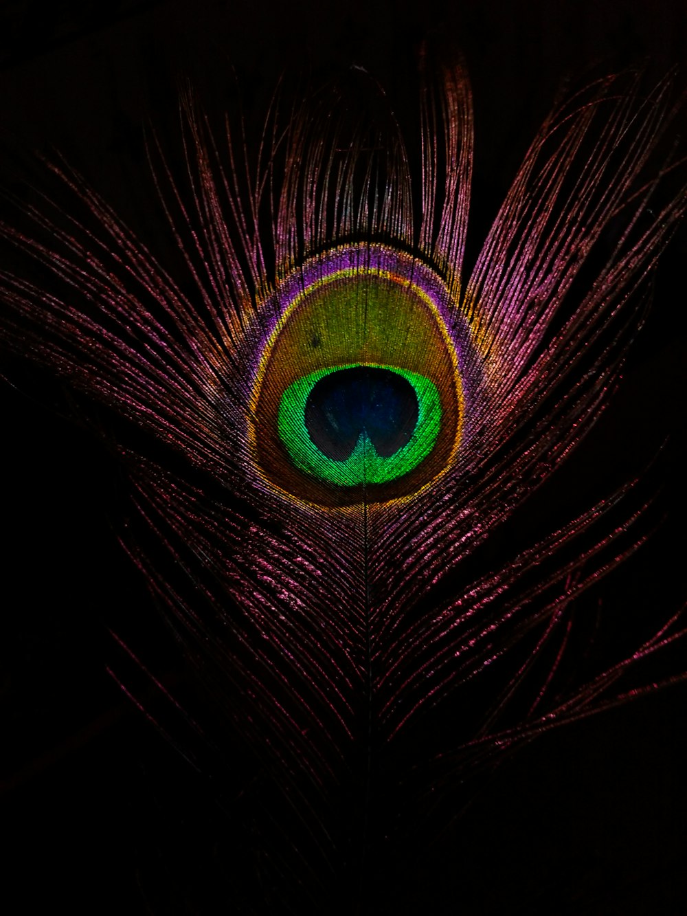 closeup photo of green and purple feather