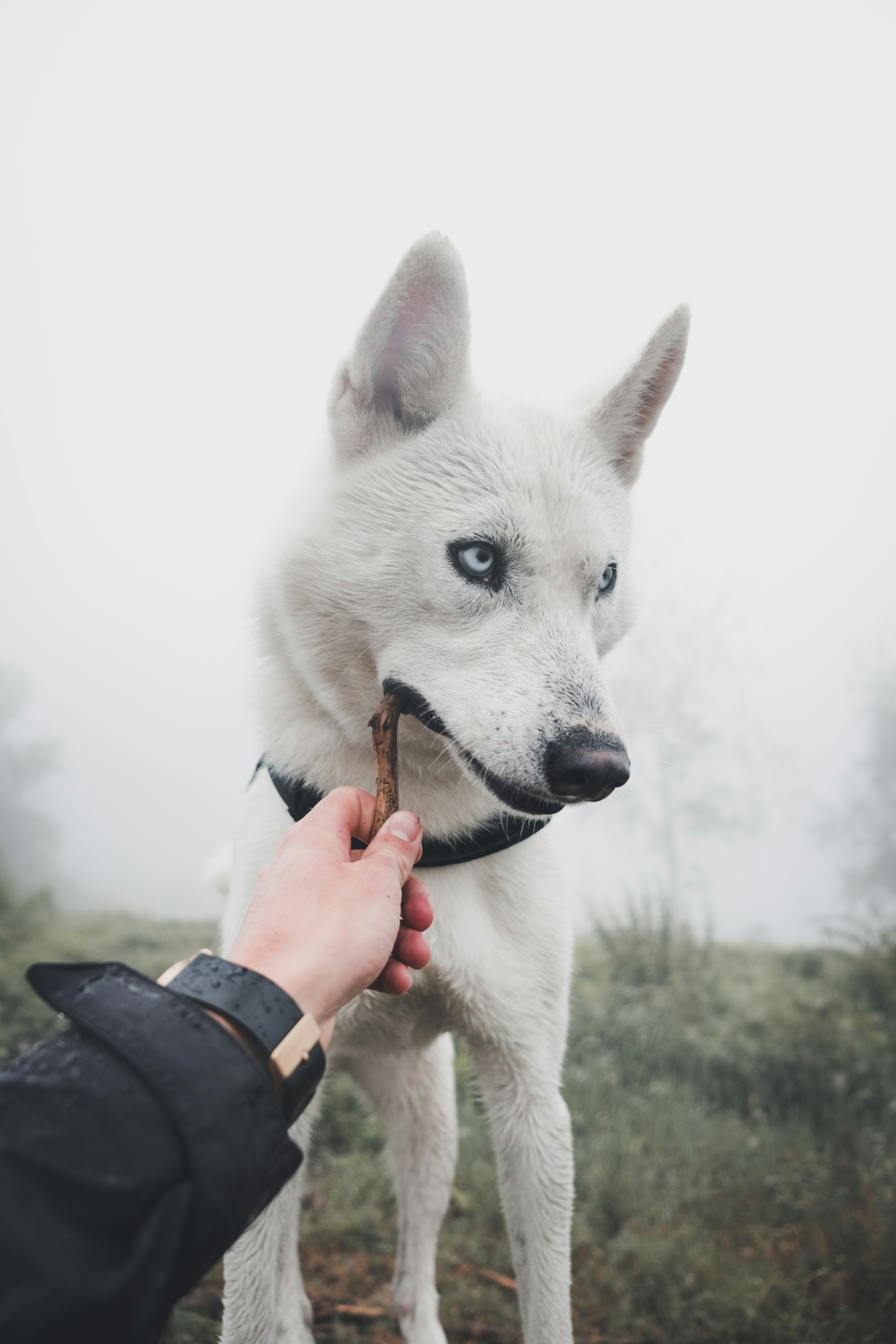 Raising a White Husky