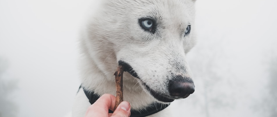 person holding brown stick while dog biting