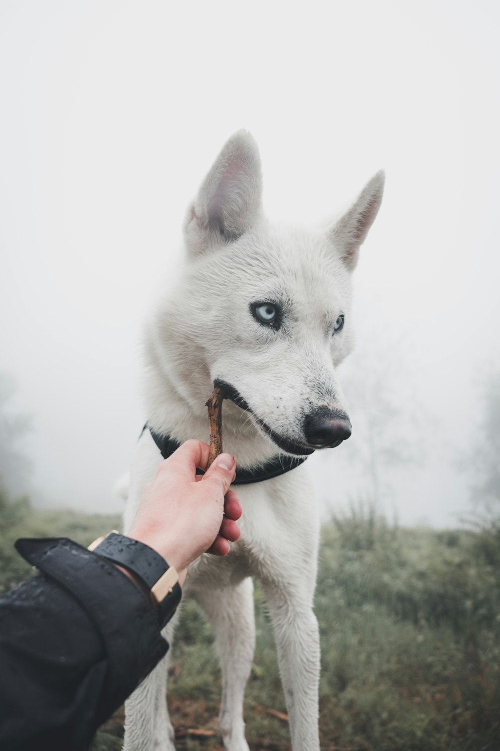 犬が噛んでいる間、茶色の棒を持っている人